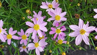 Coreopsis rosea American Dream tickseed 粉红金鸡菊 [upl. by Dnaltruoc726]