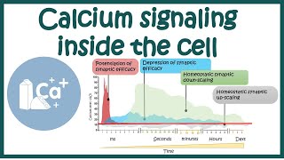 Calcium signalling inside the cell [upl. by Weisler]