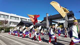 【４K】どーんとCoco de 踊らん会★小田原えっさホイおどり紅白対抗演舞祭にぎわい広場20241201DJIPocket3 [upl. by Asaph255]