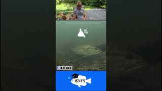 Female Largemouth Bass Dropping Eggs on Camera shorts [upl. by Elleb]