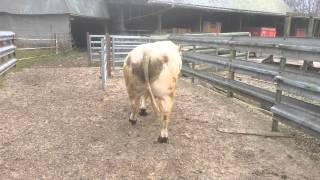 Taureau Charolais  Croisement Salers [upl. by Publia]