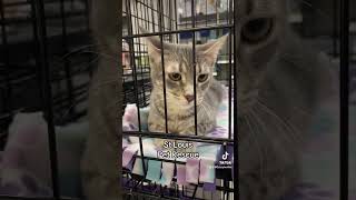 Petsmart Pet Event  Adopting A Cat From A Rescue So Many Potential Adopters [upl. by Eadahc]