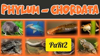 phylum chordata part 2 for NEET 2025🔥🔥 [upl. by Adelaida]