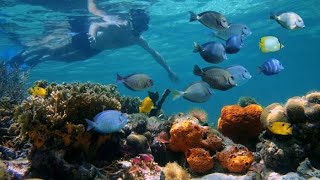 Snorkeling Cahuita amp Puerto Viejo Costa Rica [upl. by Goody]