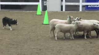 Royal Winter Fair 2024 Sheep Herding Demonstration [upl. by Deadman391]