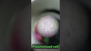 Microscopic view of plasmolysed cell viral viralvideo video shorts short experiment life [upl. by Lyrradal]