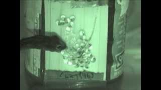 Parrot snake attack and induced hatching of redeyed treefrog eggs [upl. by Hamish]