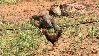 New🔝how komodo dragons hunt rooster and immediately swallow them [upl. by Eskil469]