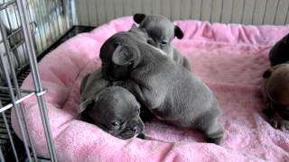 Blue French Bulldog Puppies [upl. by Galang353]