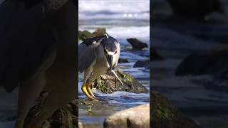 The Heron on the Hunt heron nature birds [upl. by Katzen]