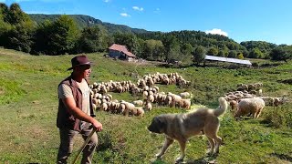 LA STANA LUI CRISTI PANTECE IN MUNTII SIRIU OI TURCANE SI CAINI CIOBANESTI FOARTE MASIVI [upl. by Little552]