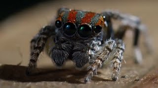 Best Spider Moments  Top 5  BBC Earth [upl. by Clance847]