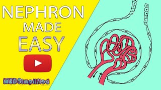 NEPHRON Structure amp Function Made Easy  Human Excretory System Simple Explanation [upl. by Terrijo]