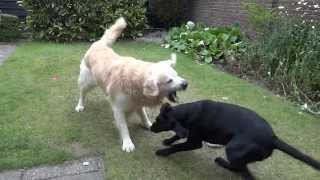 Black Lab and Golden Retrievers daily garden fight [upl. by Bently]