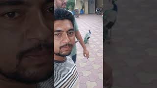 More  pakshi  birdes  video [upl. by Hpsoj]