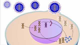 The Viral Life Cycle [upl. by Attekal]