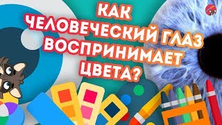 Как ЧЕЛОВЕЧЕСКИЙ ГЛАЗ воспринимает цвета [upl. by Airt]