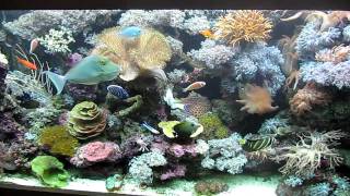 Marine fish tank 500L [upl. by Lleznov]