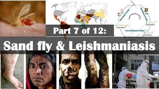 Sand fly and Leishmaniasis How These Insects Spread Diseasequot [upl. by Blondy]