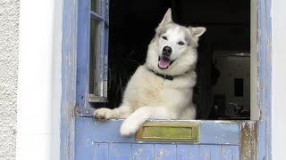 HOODAD home from HOSPITAL Husky waits patiently  gives a noisy warm welcome [upl. by Oregolac796]