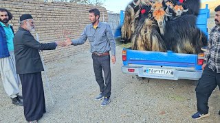 Charms of village life Babak sells old sheep and brings young goats to the village [upl. by Anilatak]