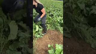 UNE AGRICULTRICE NOUS PARTAGE SON METIER EN VIDEO  agricultrice machinesagricoles farming [upl. by Brenan]