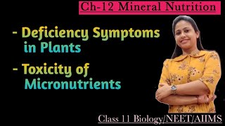 Mineral nutrition  Deficiency symptoms in plants Toxicity of Micronutrients Class 11 BiologyNEET [upl. by Courcy]