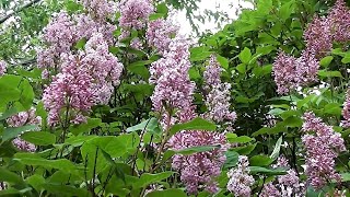 Types of lilac  Meyers lilacs [upl. by Ninehc]