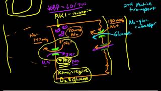 Renal Physiology Reabsorption and Excretion [upl. by Ocsecnarf]