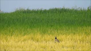 AVUTARDA COMÚN  great bustard otis tarda y SISÓN COMÚN  little bustard tetrax tetrax [upl. by Immak]