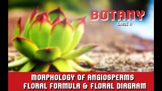 Morphology Of Angiosperms  Floral Formula amp Floral Diagram  Features Of RootStemLeaf  Section 6 [upl. by Esaertal]