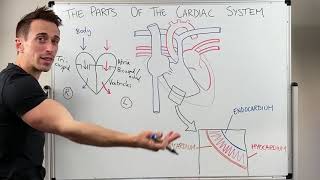 Anatomy of the Heart  External amp Internal Structures [upl. by Cecelia938]