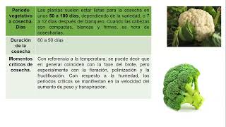 Parte 2 Video Exposicion del Brocoli y el Coliflor [upl. by Banerjee874]