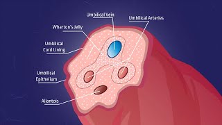 What is Whartons jelly [upl. by Nuahsad]