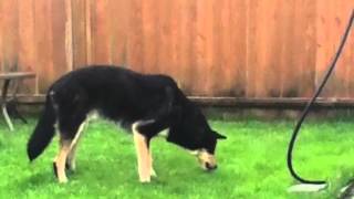 my dog barfing [upl. by Legin]