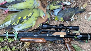 Amazing hunting birdthe best Air gun hunting hunting airgun [upl. by Siednarb]