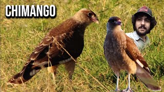 Chimango 4K Milvago chimango Chimango caracara [upl. by Hurlee]