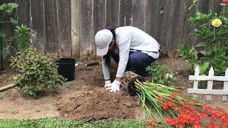 Planting a Flowering Perennial Crocosmia  Garden to destress [upl. by Eiramrebma]