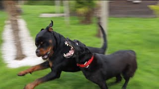 ROTTWEILER AYANT ATTAQUÉ UN CHIEN DE 25KG [upl. by Nwahsad]