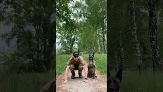 Top 4 K9 Skills [upl. by Magnusson572]