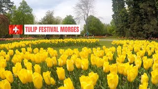 The Tulip Festival Fête de la Tulipe in Morges Switzerland 2022 [upl. by Malliw]