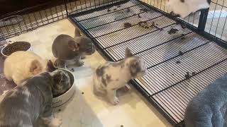 Puppies fully weaned and potty trained at 7 weeks [upl. by Emilia]