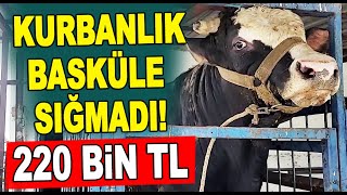 2024 Kurbanlıklar tartıldı fiyatları belirlendi Kurbanlık fiyatları 2024  Kurbanlık tartımı baskül [upl. by Arihday]