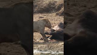 Crocodile trying to steal lions meal krugernationalpark lion crocodile [upl. by Ademordna]