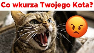 RZECZY KTORE WKURZAJA TWOJEGO KOTA [upl. by Stewart]