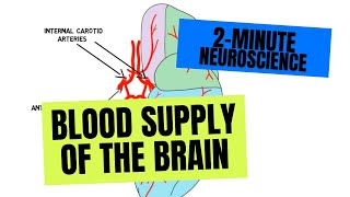 2Minute Neuroscience Blood Supply of the Brain [upl. by Erkan70]