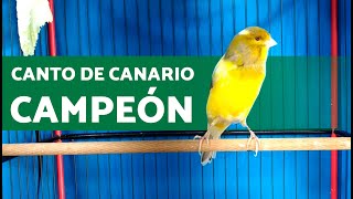 Canto de CANARIO CAMPEÓN para CONCURSO 💛 [upl. by Ssej]