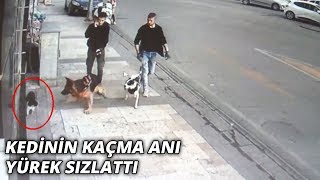 Köpeğin kediye saldırısı kameraya böyle yansıdı [upl. by Nogas977]