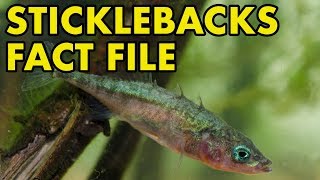 Stickleback Fact File British Wildlife Facts [upl. by Dyal601]