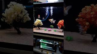 Goldfish  goldfish breeding shorts goldfish [upl. by Annauj]